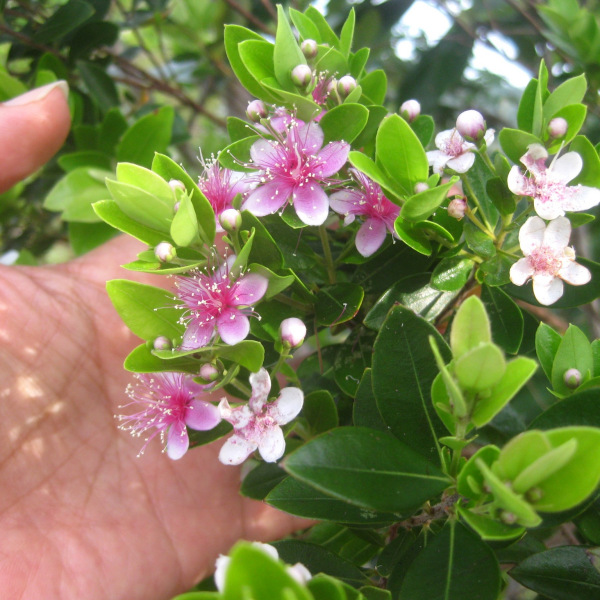 Decaspermum philippinum