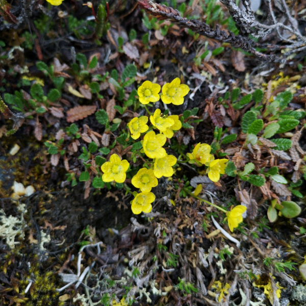 Saxifraga serpyllifolia