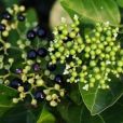 長序臭黃荊 長序臭黃荊
