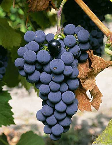 Malbec(葡萄品種) Malbec(葡萄品種)
