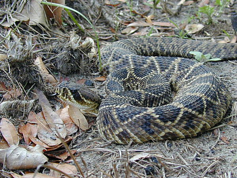 莫哈維響尾蛇