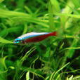 燈魚 燈魚