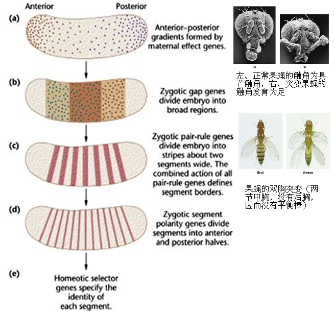 同源異型域調節果蠅軀體發育