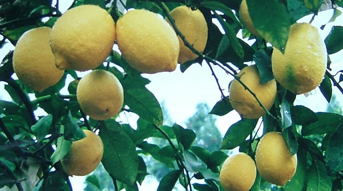 著名的安岳檸檬