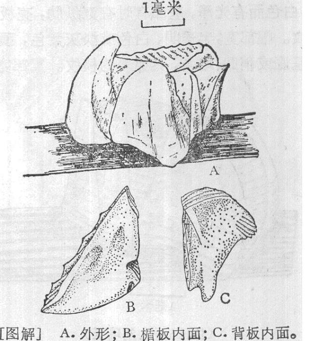 集群藤壺 集群藤壺