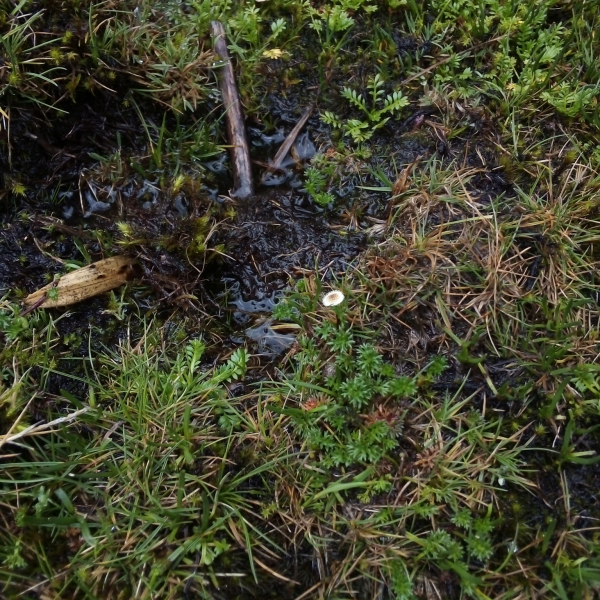 Plagiocheilus soliviformis