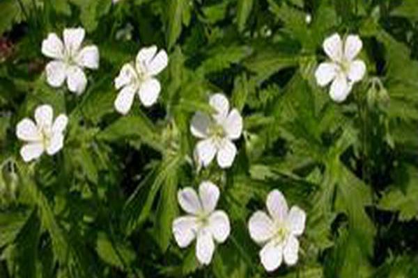 Geranium maculatum f. albiflorum