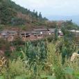 塔枝樹村(雲南姚安縣彌興鎮下轄村) 塔枝樹村(雲南姚安縣彌興鎮下轄村)