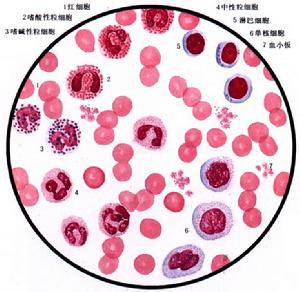 血細胞