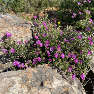 Drosanthemum deciduum