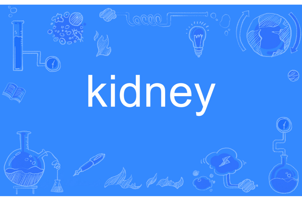 kidney