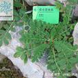 柔毛委陵菜 柔毛委陵菜