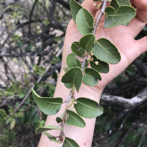 Schinus montana