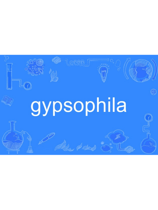 gypsophila gypsophila