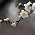 白梅(白、黃色梅花) 白梅(白、黃色梅花)
