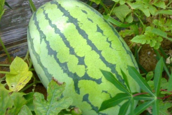 蜜龍新欣 蜜龍新欣
