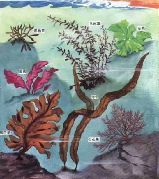 海藻-植物性狀