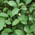 菱葉菝葜 菱葉菝葜