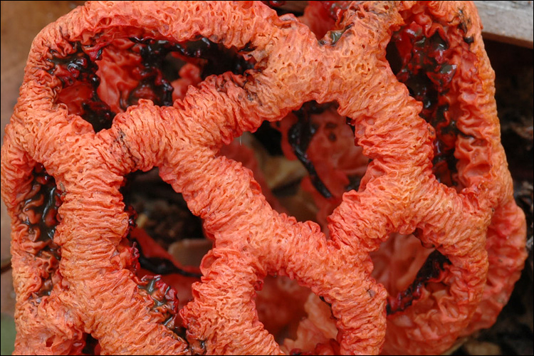 紅籠頭菌海綿狀的臂