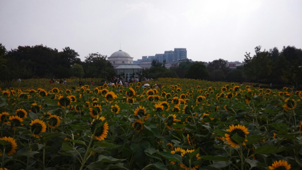 南江公園向日葵