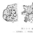 殼狀地衣