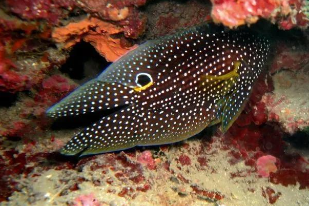 纖柱魚屬 纖柱魚屬