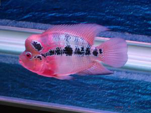 珍珠羅漢魚