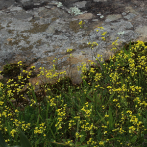 Biscutella lyrata