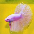 扇尾鬥魚 扇尾鬥魚