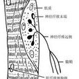 神經傷 神經傷