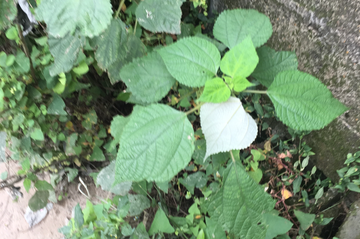 大葉苧麻 大葉苧麻
