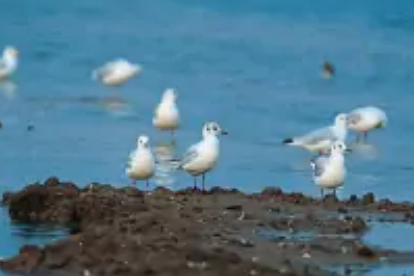 省鳥 省鳥