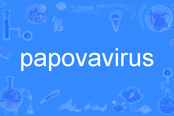 papovavirus papovavirus