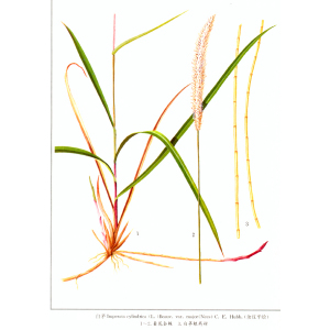 茅茅針
