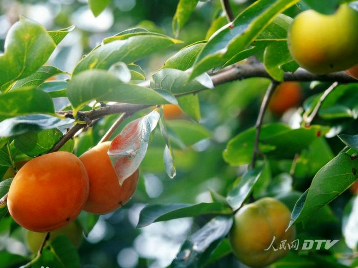 神河柿子栽培歷史悠久，產量名列全縣前矛。