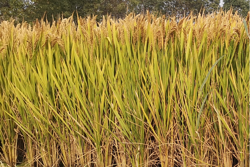 甬粳55B