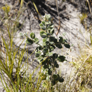 Podalyria orbicularis