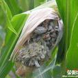 黑粉菌綱 黑粉菌綱