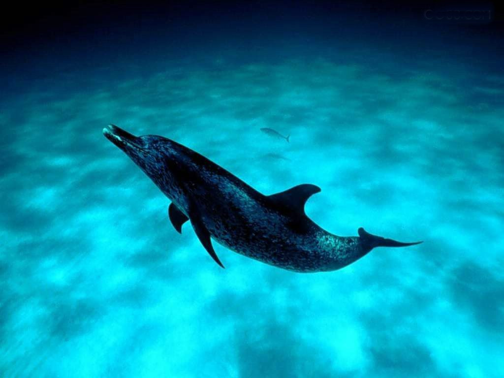 太平洋鼠海豚