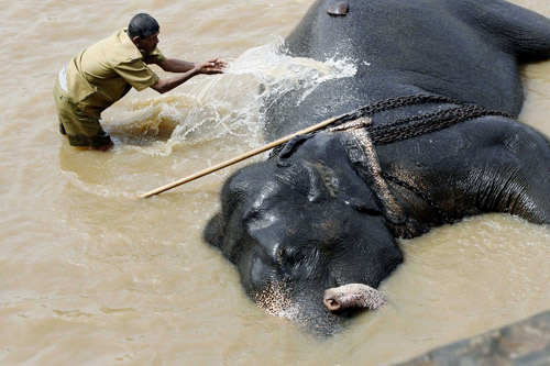 斯里蘭卡大象孤兒院裡的大象在洗澡