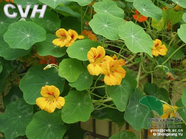 旱金蓮科旱金蓮 Tropaeolum majus