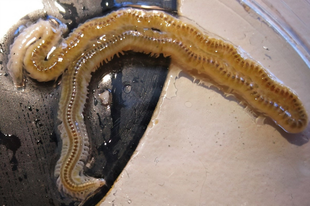 泳蠶 泳蠶