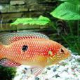 紅寶石魚 紅寶石魚