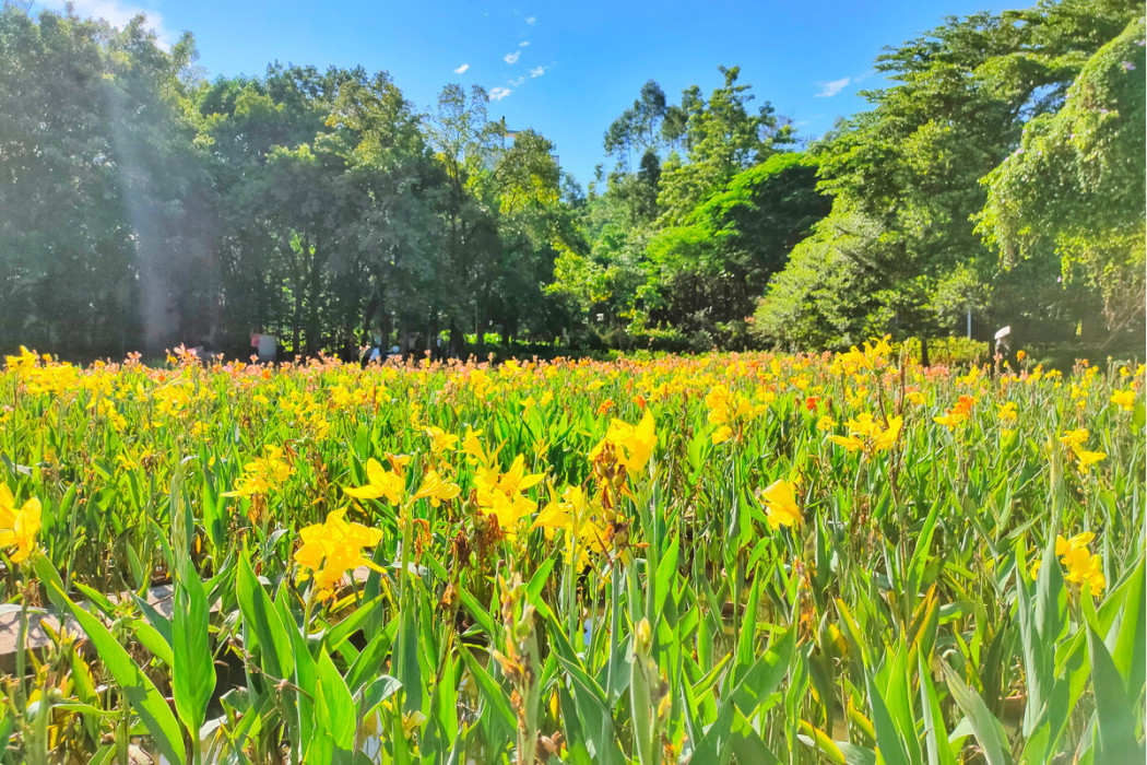 陳田花園 陳田花園