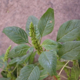 凹頭莧(植物) 凹頭莧(植物)