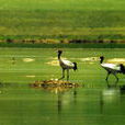 隆寶灘黑頸鶴自然保護區(隆寶灘自然保護區)