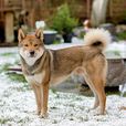 四國犬 四國犬