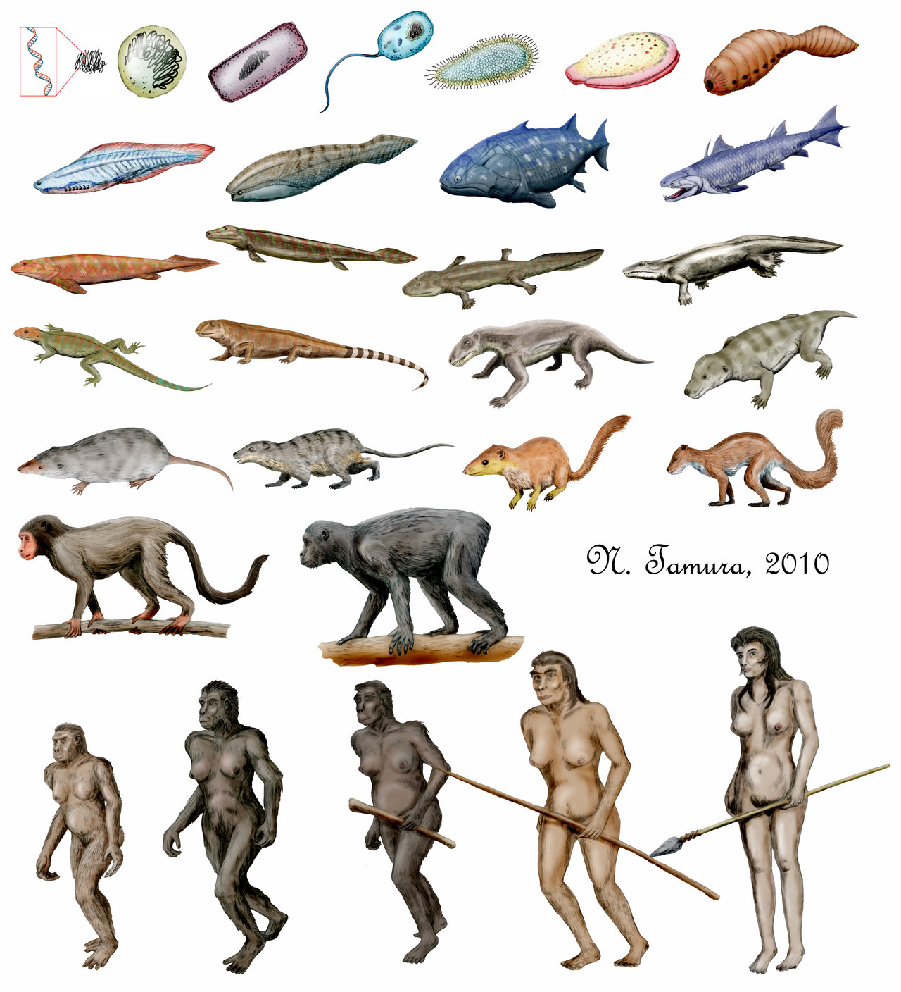 物種進化(生物的進化歷史)