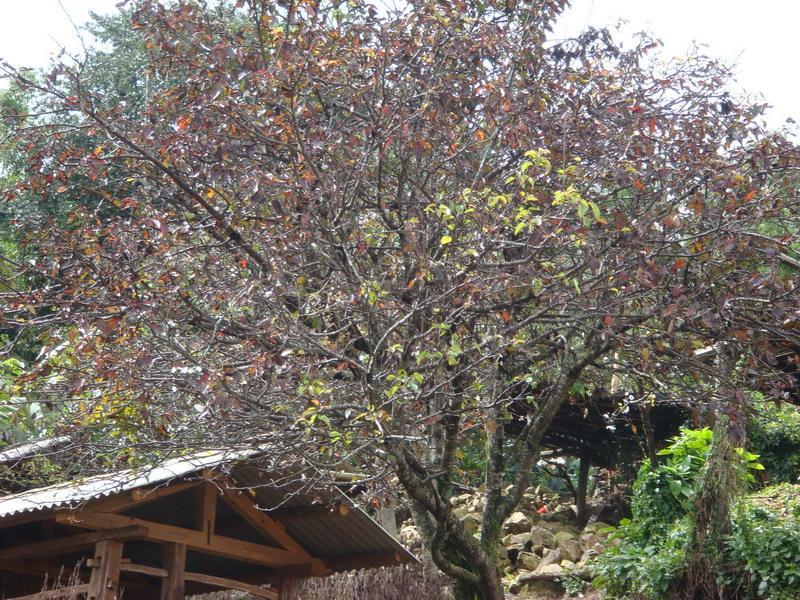 永班色自然村 永班色自然村