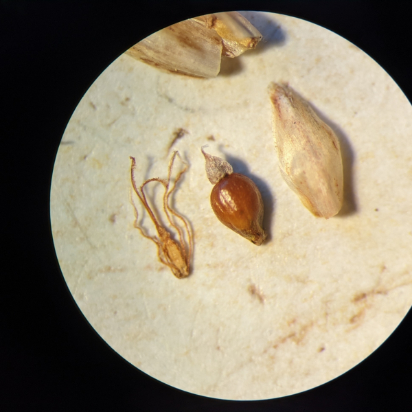 Eleocharis erythropoda